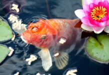 Sind Fische im Naturteich tabu?