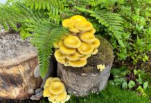 Der Limonenseitling: Goldgelber Gourmetpilz aus dem Garten