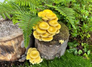 Der Limonenseitling: Goldgelber Gourmetpilz aus dem Garten