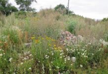 Schaff eine wilde Ecke im Garten