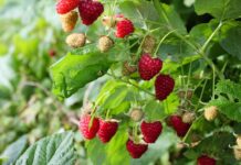 Die besten Beerensträucher für deinen Waldgarten