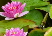 Wer hat Angst vor der Ringelnatter?