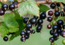 Schwarze Johannisbeeren. Wie gesund sind sie wirklich?