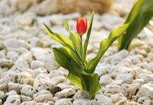 Mach das niemals in deinem Garten, wenn du Vögel und Natur liebst