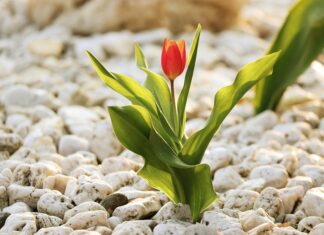 Mach das niemals in deinem Garten, wenn du Vögel und Natur liebst