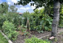 Waldgarten: Das steckt hinter dem genialen Gartenkonzept