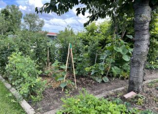 Waldgarten: Das steckt hinter dem genialen Gartenkonzept