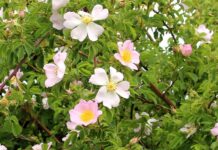 Wildrosen im Garten – ökologisch stark, gestalterisch vielseitig