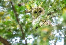 Lasst uns auf unsere Eulen besser aufpassen